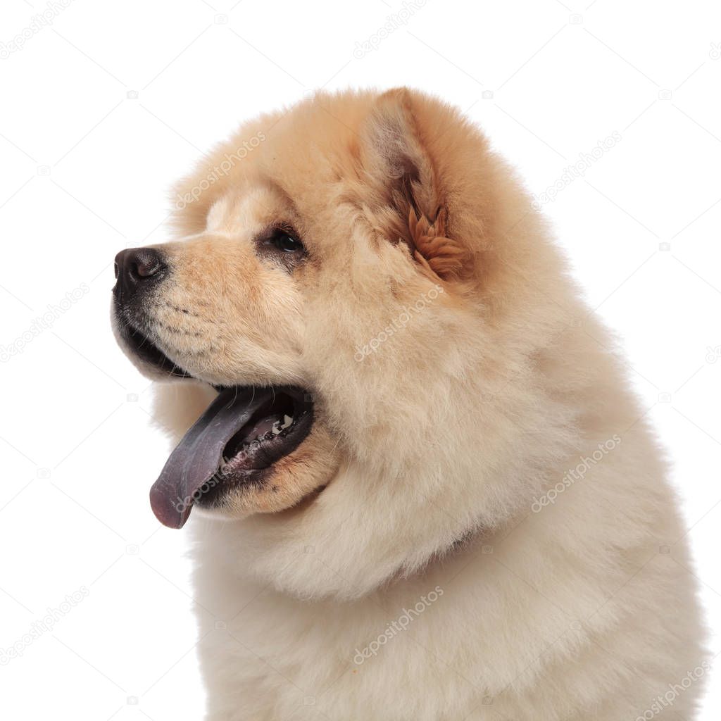 close up of panting chow chow with blue tongue exposed looking to side while standing on white background