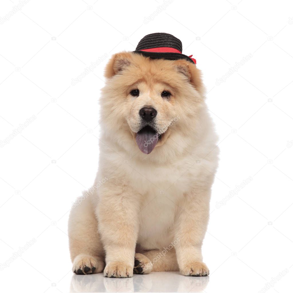 elegant chow chow wearing black hat panting and sitting on white background
