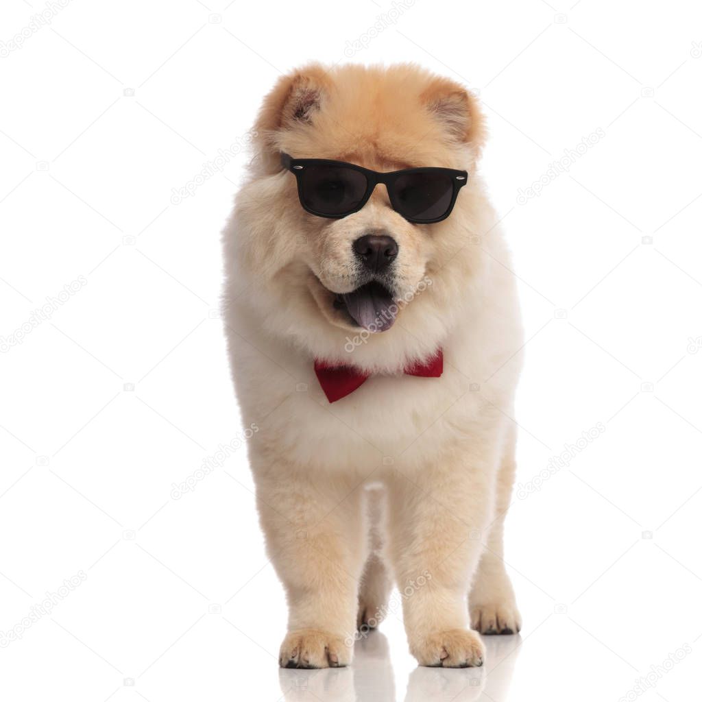 elegant chow chow wearing sunglasses stands on white background with blue tongue exposed and looks to side