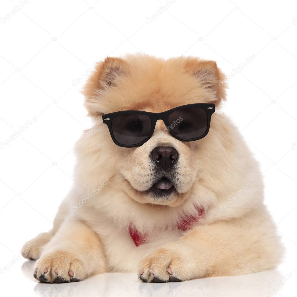 panting chow chow wearing sunglasses and bowtie looks to side while resting on white background