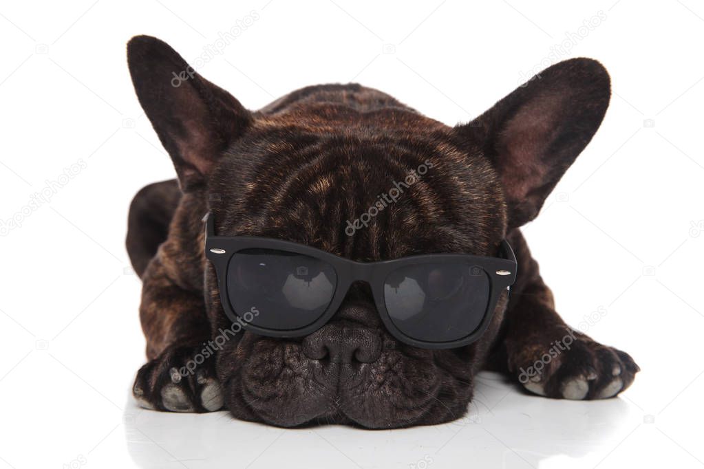 adorable french bulldog wears cute sunglasses and rests on white background while looking down