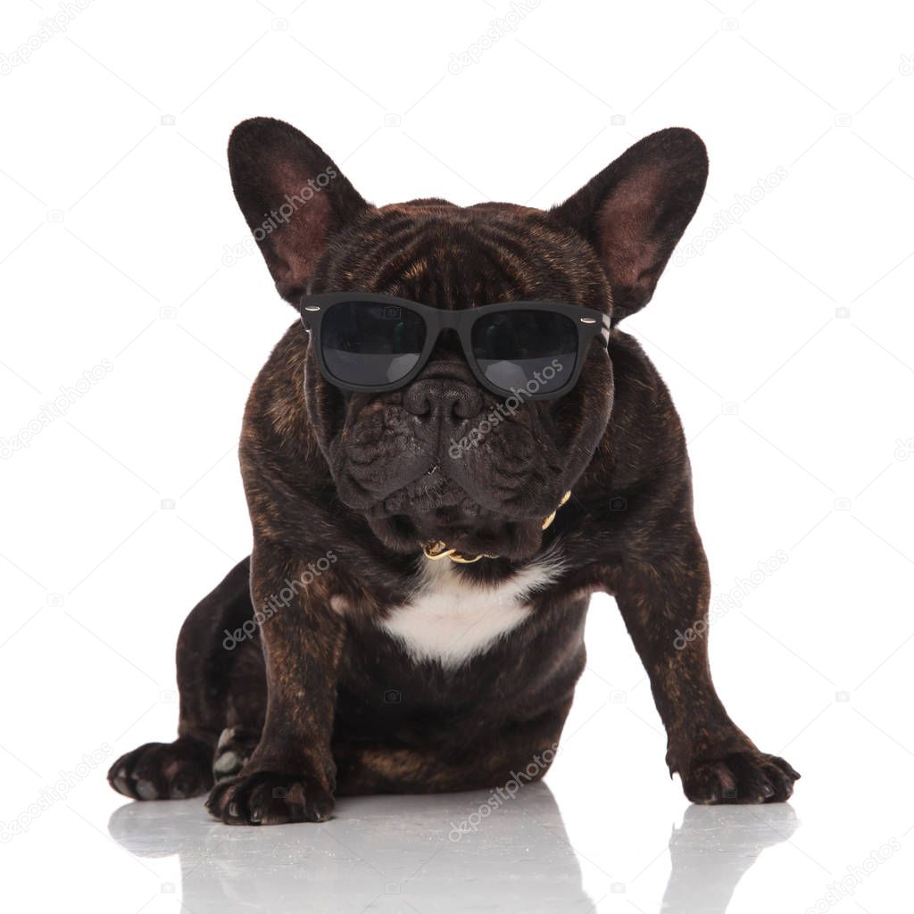 adorable french bulldog wearing golden collar and sunglasses sitting on white background and looking to side