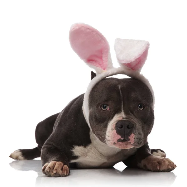 Leuke Amerikaanse Bully Dragen Van Roze Bunny Oren Hoofdband Ligt — Stockfoto