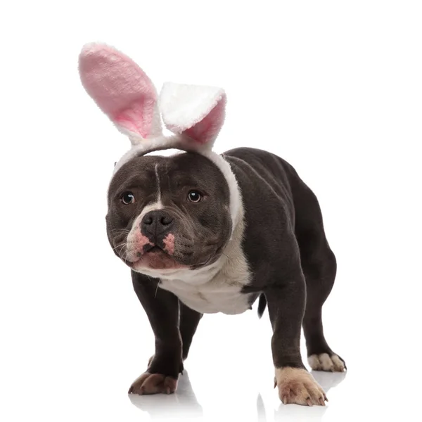 Roztomilý Velikonoční Zajíček Americký Bully Vypadá Stranu Stoje Bílém Pozadí — Stock fotografie