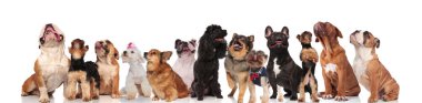 farklı ırklarda birçok meraklı köpekler panting ve ayakta iken bakarak, oturan ve beyaz arka plan üzerinde yalan
