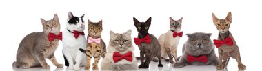 team of eight cute cats wearing bowties while standing, sitting and lying on white background