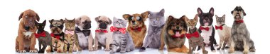zarif kediler ve köpekler ayakta, oturarak ve beyaz arka plan üzerinde yalan bowties giyen takım