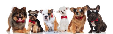 ayakta, oturarak ve beyaz arka plan üzerinde yalan bowties ile altı beyler köpeklerin mutlu takım
