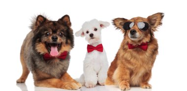 Üç sevimli köpek oturma ve beyaz arka plan üzerinde yalan kırmızı bowties ile zarif Grup