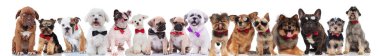 team of many cute dogs of different breeds wearing bowties and sunglasses standing, sitting and lying on white background