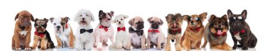 takım ayakta, oturarak ve beyaz arka plan üzerinde yalan bowties ile pek çok mutlu beyler köpeklerin