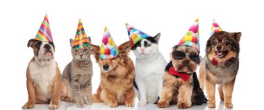 altı sevimli köpek ve kedi ise oturma ve beyaz arka plan üzerinde yalan renkli Doğum günü şapka giymiş