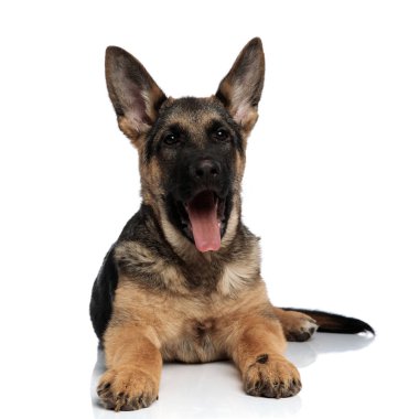 Beyaz arka plan üzerinde dinlenme dil ile çok güzel Alman shepard maruz