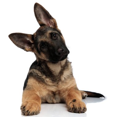 Beyaz arka plan üzerinde dinlenme sırasında şirin shepard köpek kafasını tarafa eğilir