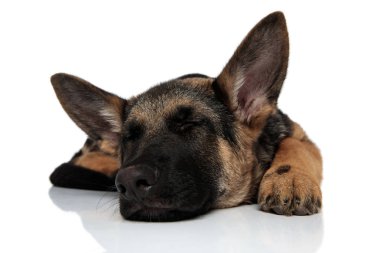 kafa ile beyaz arka plan üzerinde uzanmış ve uyuyan sevimli siyah ve kahverengi Alman shepard