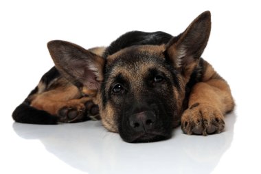 şirin ve yorgun Alman shepard ile baş beyaz arka plan üzerinde beyaz zemin üzerine uzanarak