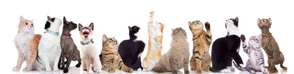 прелестная большая команда любопытных кошек смотрит вверх, стоя и сидя на белом фоне
