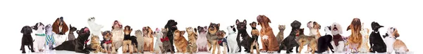 large curious group of adorable pets looking up while standing and sitting on white background. They are wearing bowties and collars