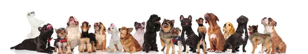 Grande Equipe Muitos Cães Curiosos Olhando Para Cima Enquanto Sentado — Fotografia de Stock