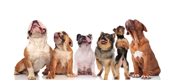 Seis Cães Adoráveis Raças Diferentes Olhando Para Cima Enquanto Sentado — Fotografia de Stock