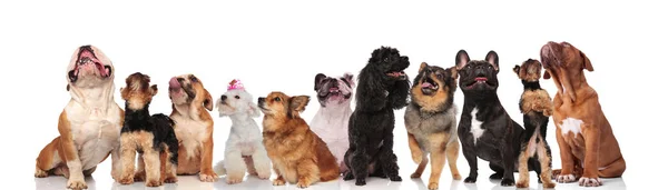 Ομάδα Πολλοί Περίεργοι Σκύλοι Λαχάνιασμα Και Κοιτώντας Ψηλά Ενώ Στέκεται — Φωτογραφία Αρχείου