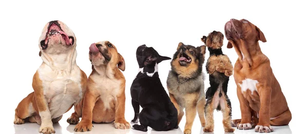 Grande Grupo Cães Olhando Para Cima Fundo Branco — Fotografia de Stock