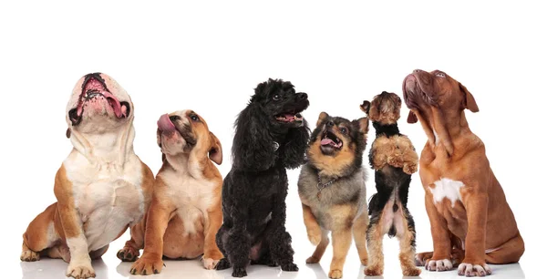 Adorável Equipe Seis Curiosos Cães Ofegantes Olhando Para Cima Enquanto — Fotografia de Stock