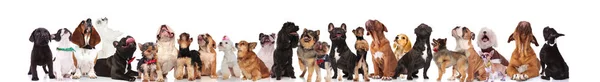 Many Different Breeds Dogs Bowties Collars Look While Standing Sitting — Stockfoto