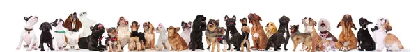 Любопытные Собаки Разных Пород Смотрят Вверх Стоя Сидя Лежа Белом — стоковое фото