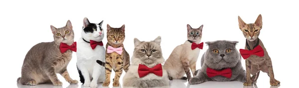 Elegante Grupo Gatos Vistiendo Rojo Rosa Corbatas Mientras Pie Sentado — Foto de Stock