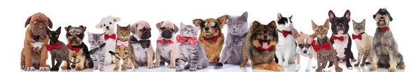 Gran Equipo Mascotas Elegantes Felices Con Pajaritas Rojas Gafas Sol —  Fotos de Stock