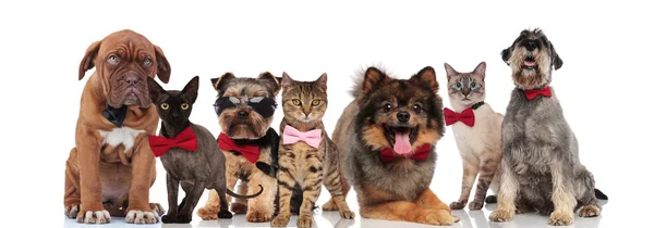 Team Von Sieben Entzückenden Haustieren Mit Fliege Und Sonnenbrille Stehend — Stockfoto