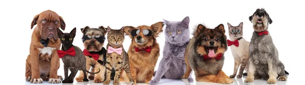 Elegant Team Nine Adorable Pets Bowties Standing Sitting Lying White — Stock Photo, Image