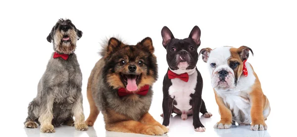 Quatro Cães Bonitos Raças Diferentes Com Bowties Vermelhos Sentado Deitado — Fotografia de Stock