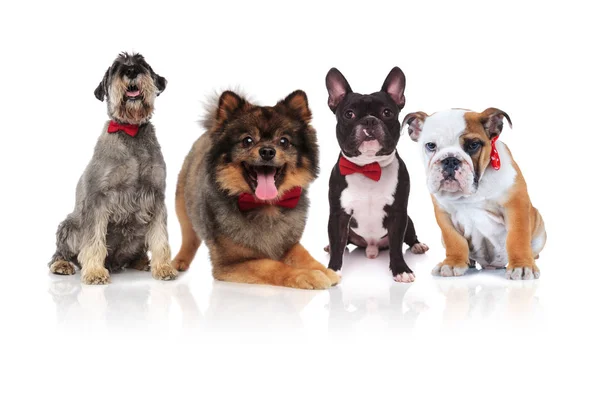 Four Cute Dogs Different Breeds Red Bowties Sitting Lying White — Stock Photo, Image