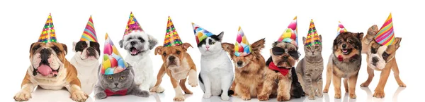 Equipo Feliz Fiesta Mascotas Diferentes Razas Pie Sentado Acostado Sobre — Foto de Stock