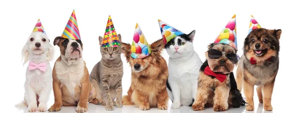 Adorables Mascotas Cumpleaños Con Gorras Coloridas Mientras Están Pie Sentados —  Fotos de Stock