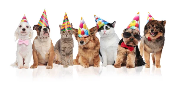 Adorabili Animali Compagnia Compleanno Che Indossano Cappelli Colorati Mentre Sono — Foto Stock