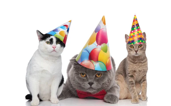 Team Three Adorable Birthday Cats Colorful Hats Sitting Lying White — Stock Photo, Image