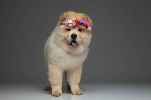 Adorable Chow Chow Wearing Fresh Flowers Crown Panting While Standing — Stock Photo, Image