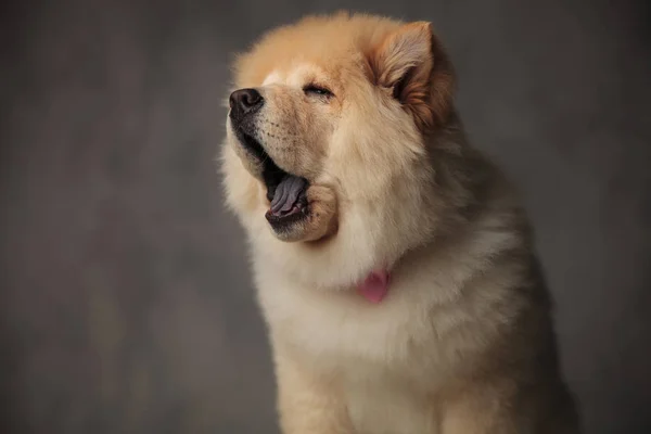 Provato Chow Chow Indossa Papillon Rosa Guarda Lato Mentre Sbadiglia — Foto Stock