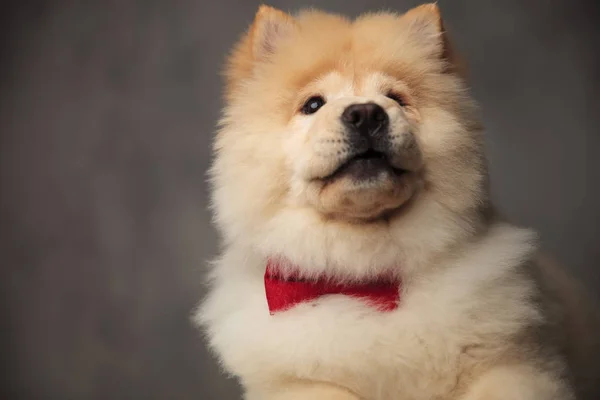 Close Surprised Chow Chow Wearing Red Bowtie Looking While Sitting — Stock Photo, Image