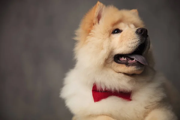 Primo Piano Chow Chow Chow Eccitato Indossa Papillon Rosso Guardando — Foto Stock