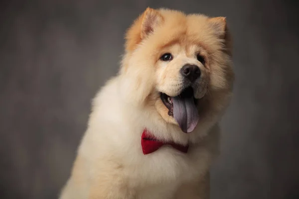 Nahaufnahme Von Noblen Chow Chow Mit Blauer Zunge Ausgesetzt Sitzen — Stockfoto