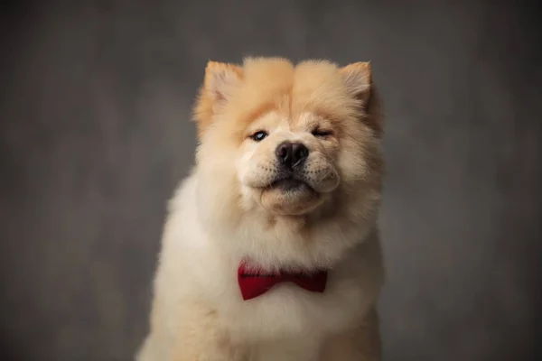 Funny Chow Chow Wearing Red Bowtie Panting While Sitting Grey — ストック写真
