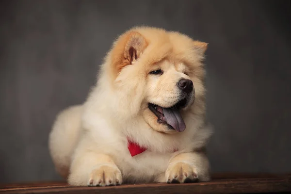 Gelukkig Chow Chow Dragen Rode Bowtie Liggend Houten Vloer Kijkt — Stockfoto