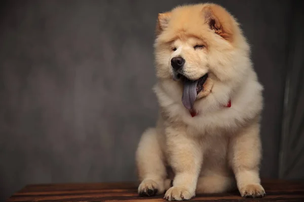 Elegante Chow Chow Zittend Houten Tafel Hijgen Knipperen Terwijl Gekeken — Stockfoto