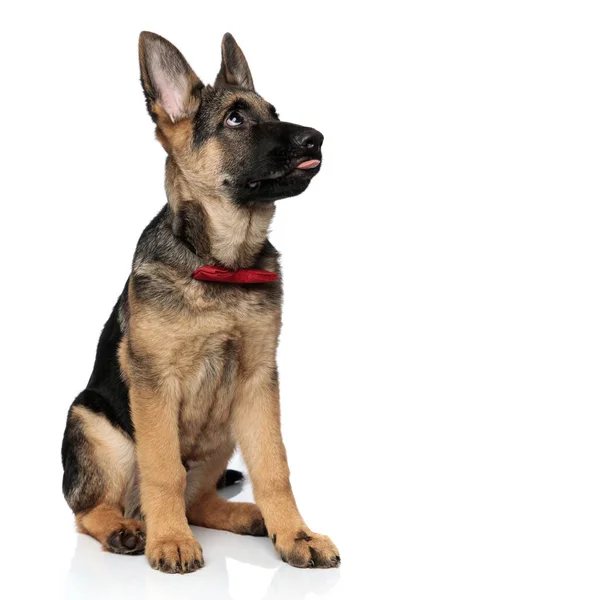 Curious German Shepard Red Bowtie Tongue Exposed Looks Side While — Stock Photo, Image