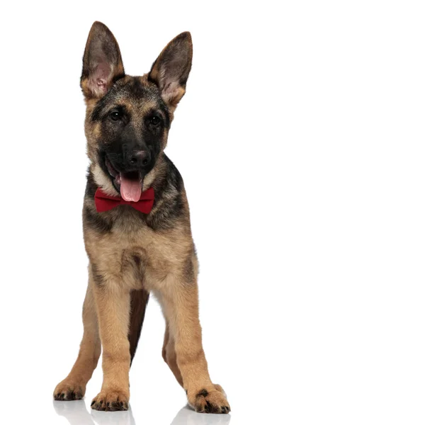 Curious German Shepard Red Bowtie Looks Side While Standing White Royalty Free Stock Images