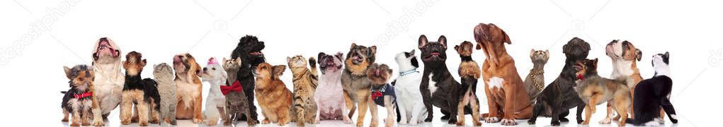 adorable pets with red bowties and colorful clothes look up while standing, sitting and lying on white background